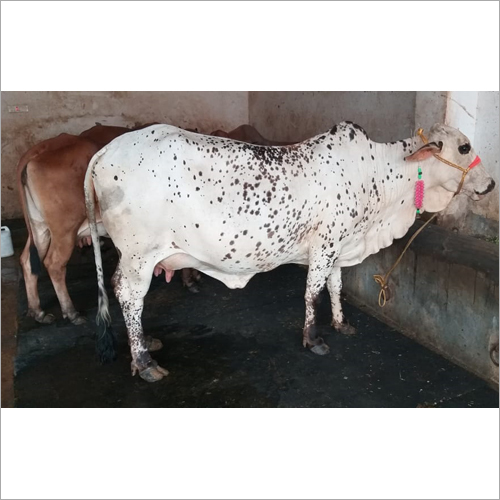 Rathi Cow