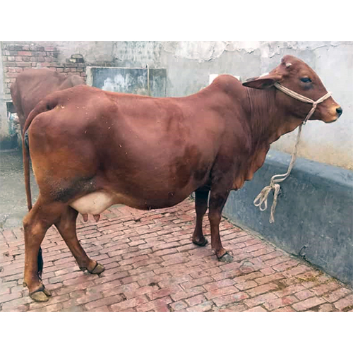 Pure Sahiwal Cow